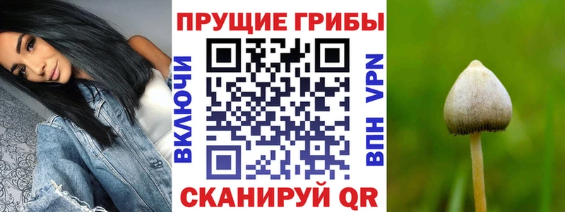 Псилоцибиновые грибы Cubensis  площадка как зайти  Раменское 